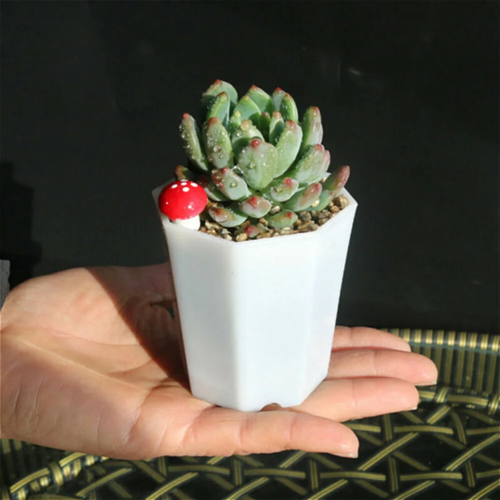 10 szt. Plastikowe mini donicz – Succulent Arrangement Mini recenzja i cena