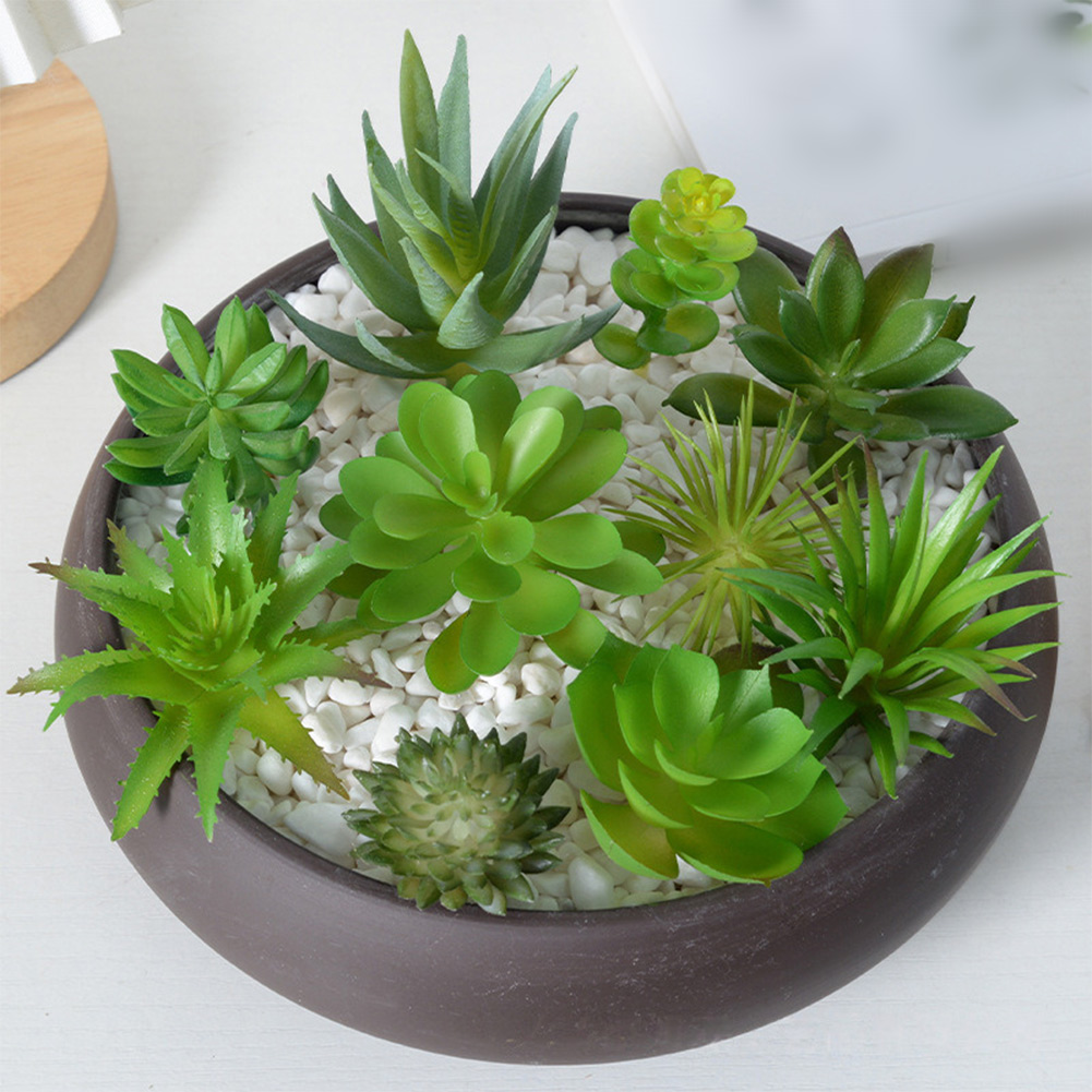 Urocze mini bonsai, sukulentow – Succulent Arrangement Mini recenzja i cena